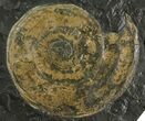 Jurassic Ammonite (Harpoceras) Fossil - Germany #167803-1